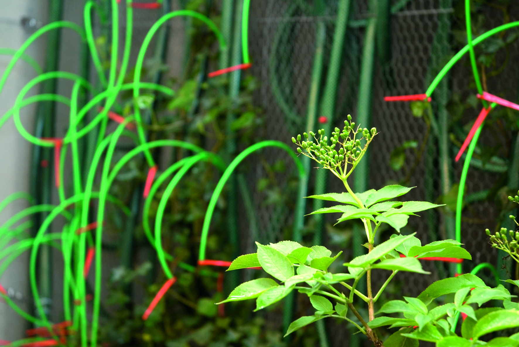5.3 Hosepipe garden ©L.Baud